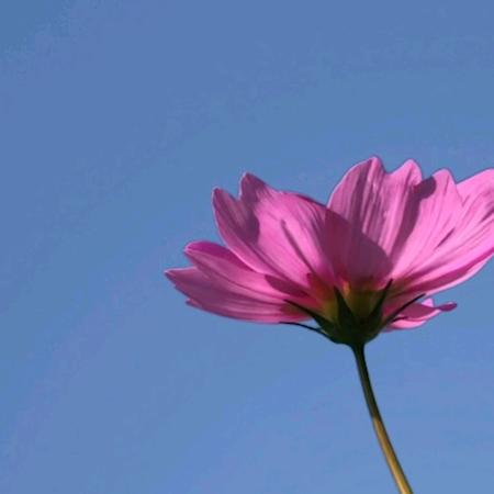 用户3051524852904兵临城下