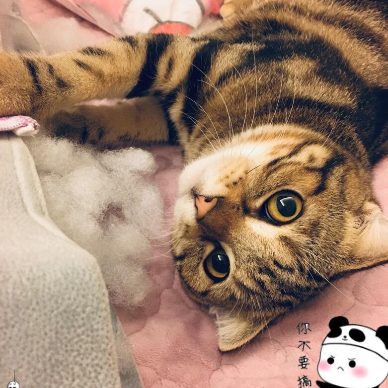 不会冒泡的可乐🐱