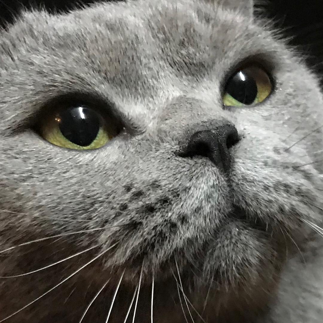 X先生de猫
