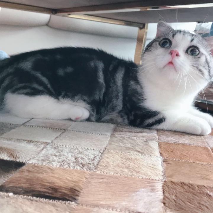 名人猫舍
