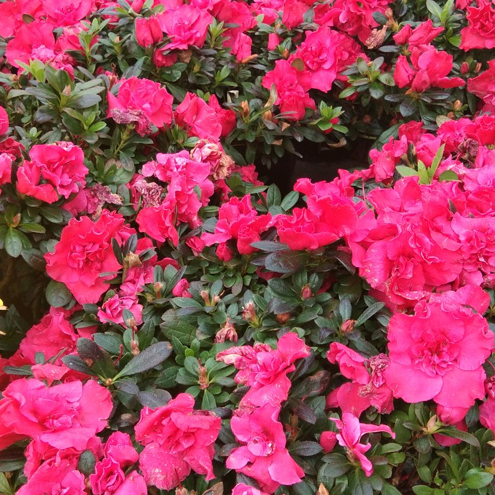 春暖🌸开