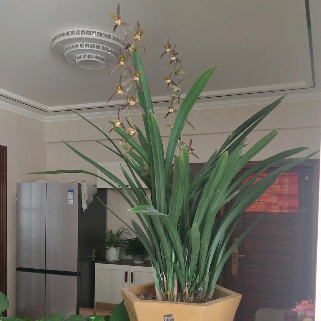 兰花花
