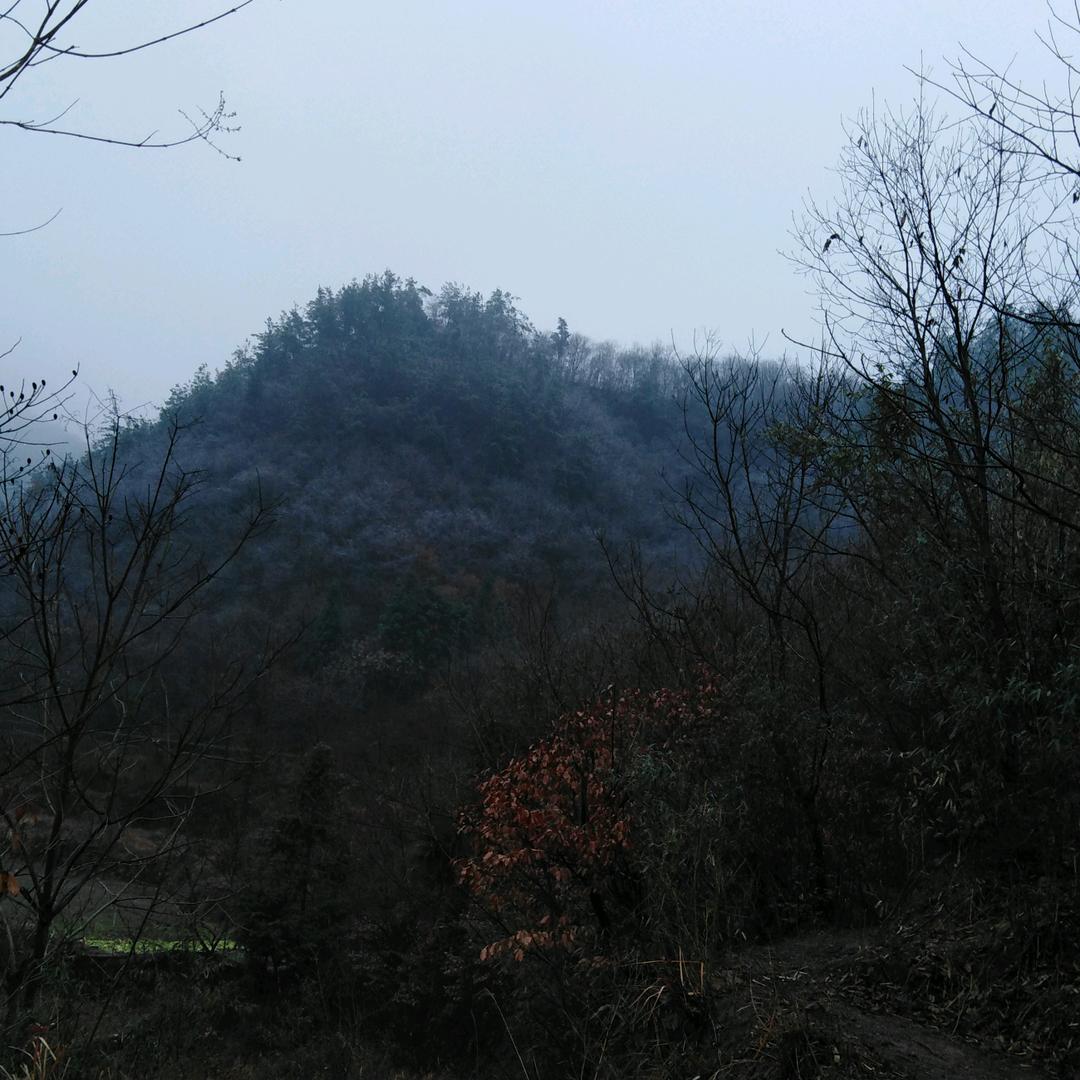 原生态茶叶:茶树专用肥、山羊.蜂蜜,土鸡