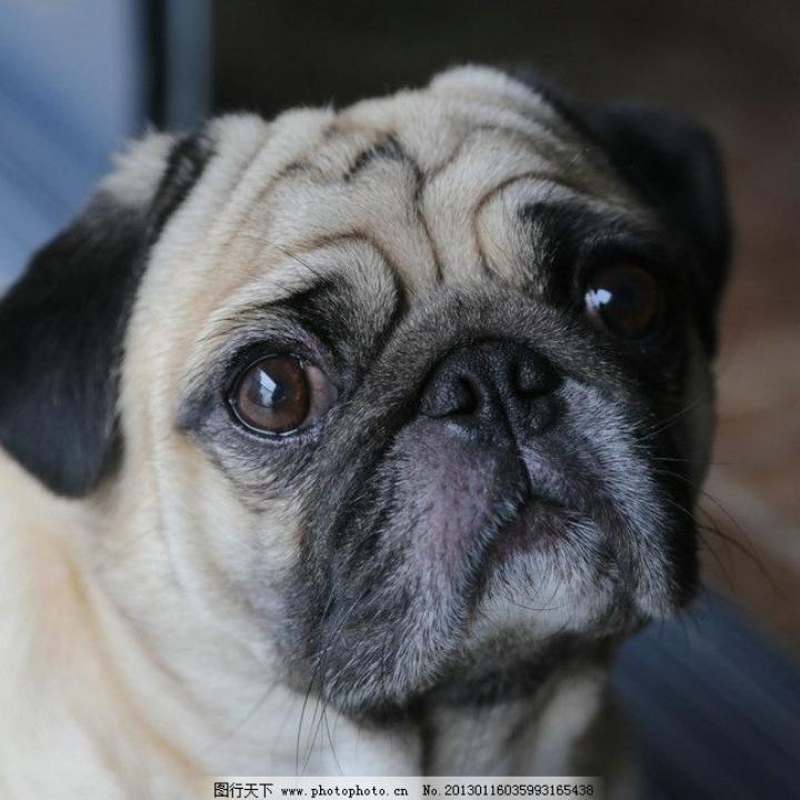 狗子🐿      🐞