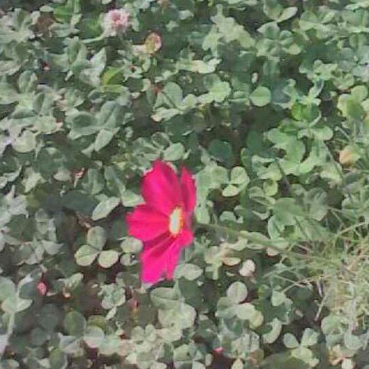 用户6413792674891踏雪寻梅