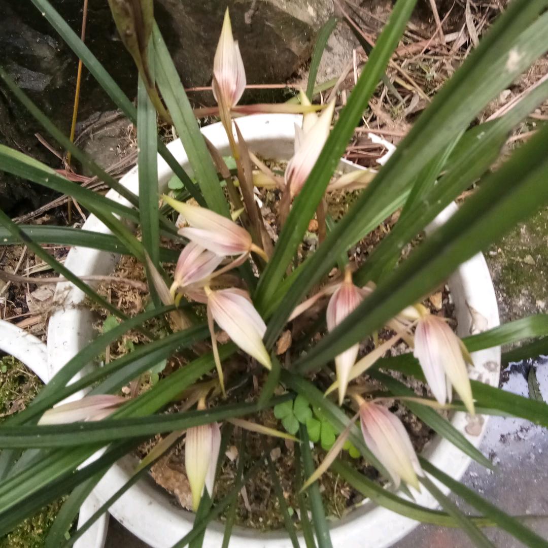 美丽翁昭