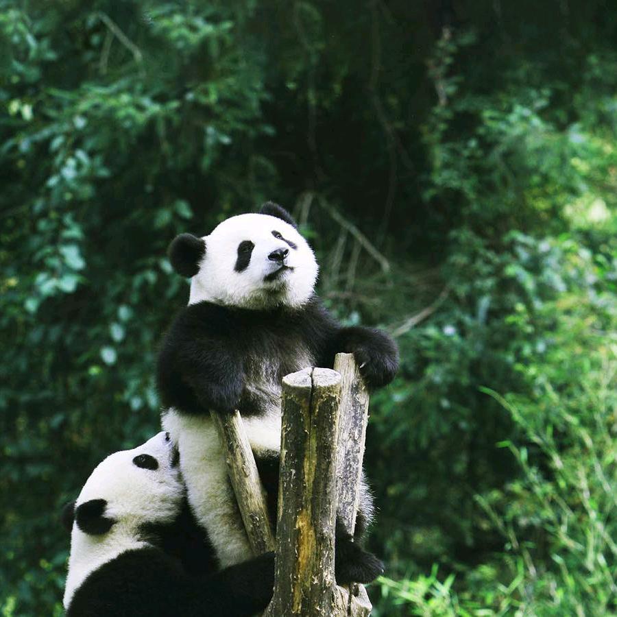 我是国宝😄😄