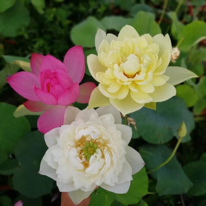 莲痴瓦力（挖泥哥）