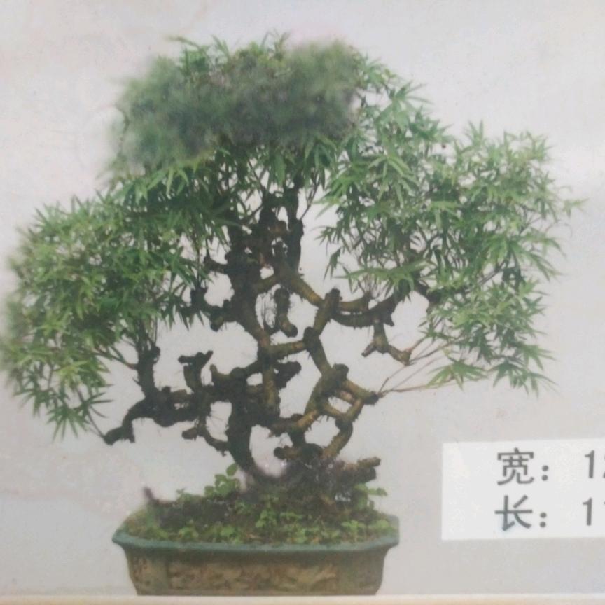 华兴园艺