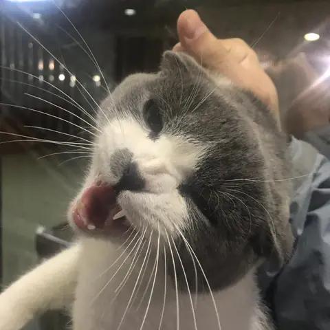 哈罗^ω^