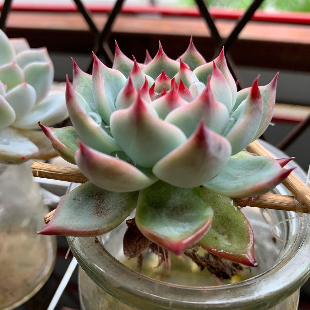 火星娃