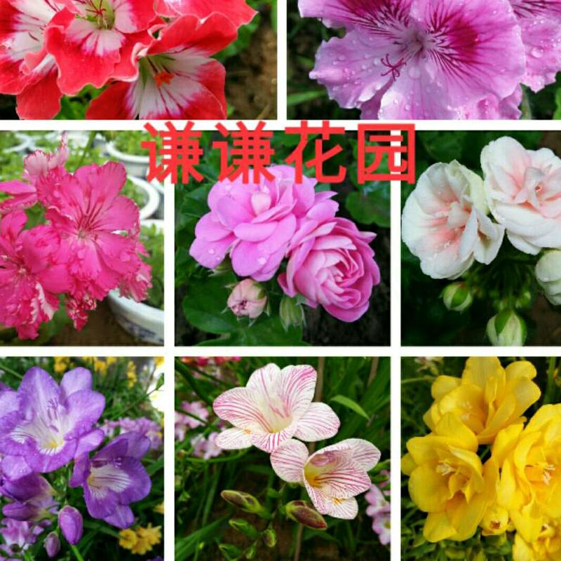 谦谦花园