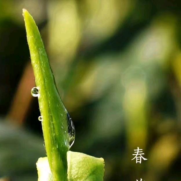卡露里兔宝宝