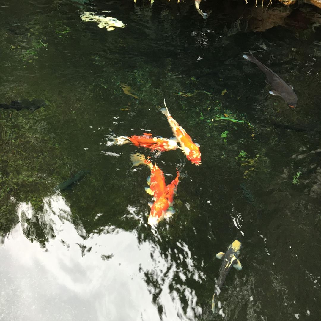 有普