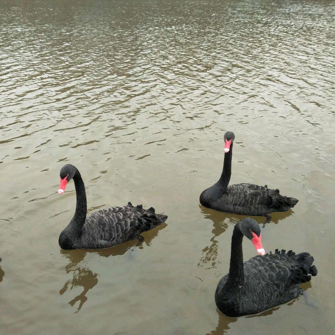 爱你永远