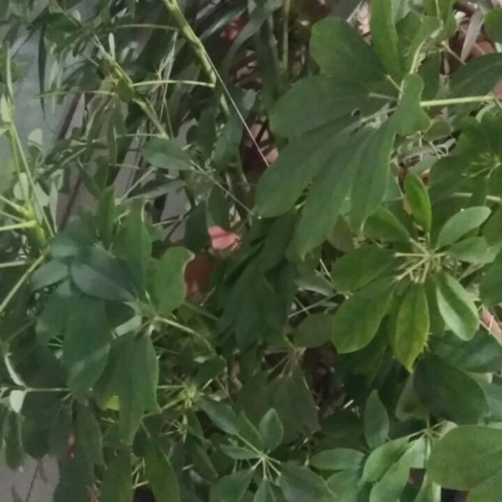 手机用户一生平安
