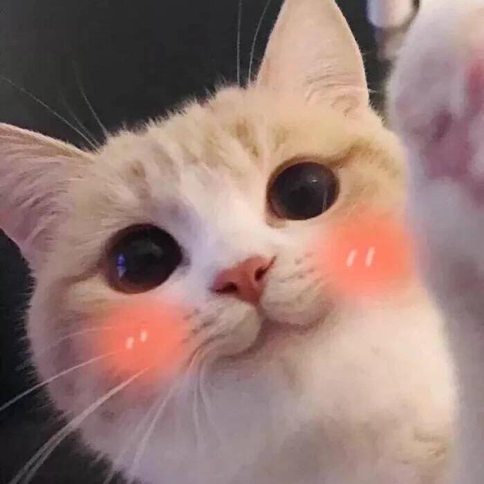 你的小阔爱。