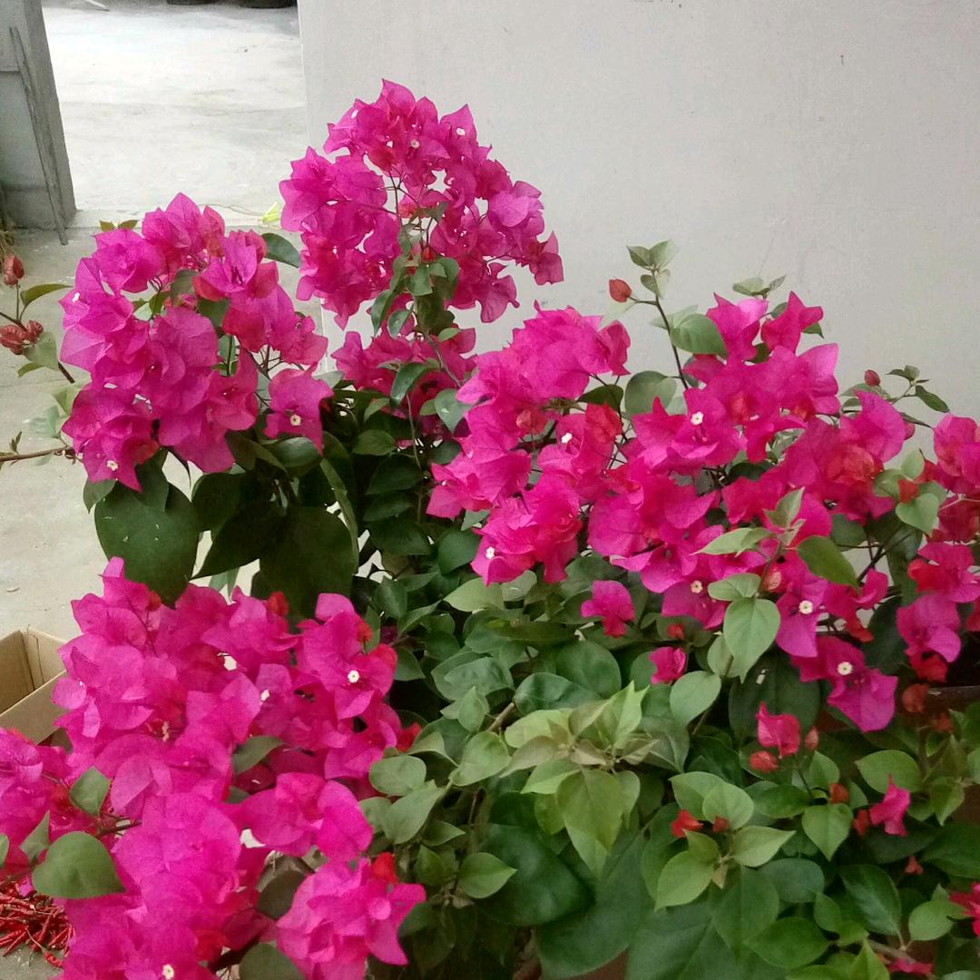 花好月圆