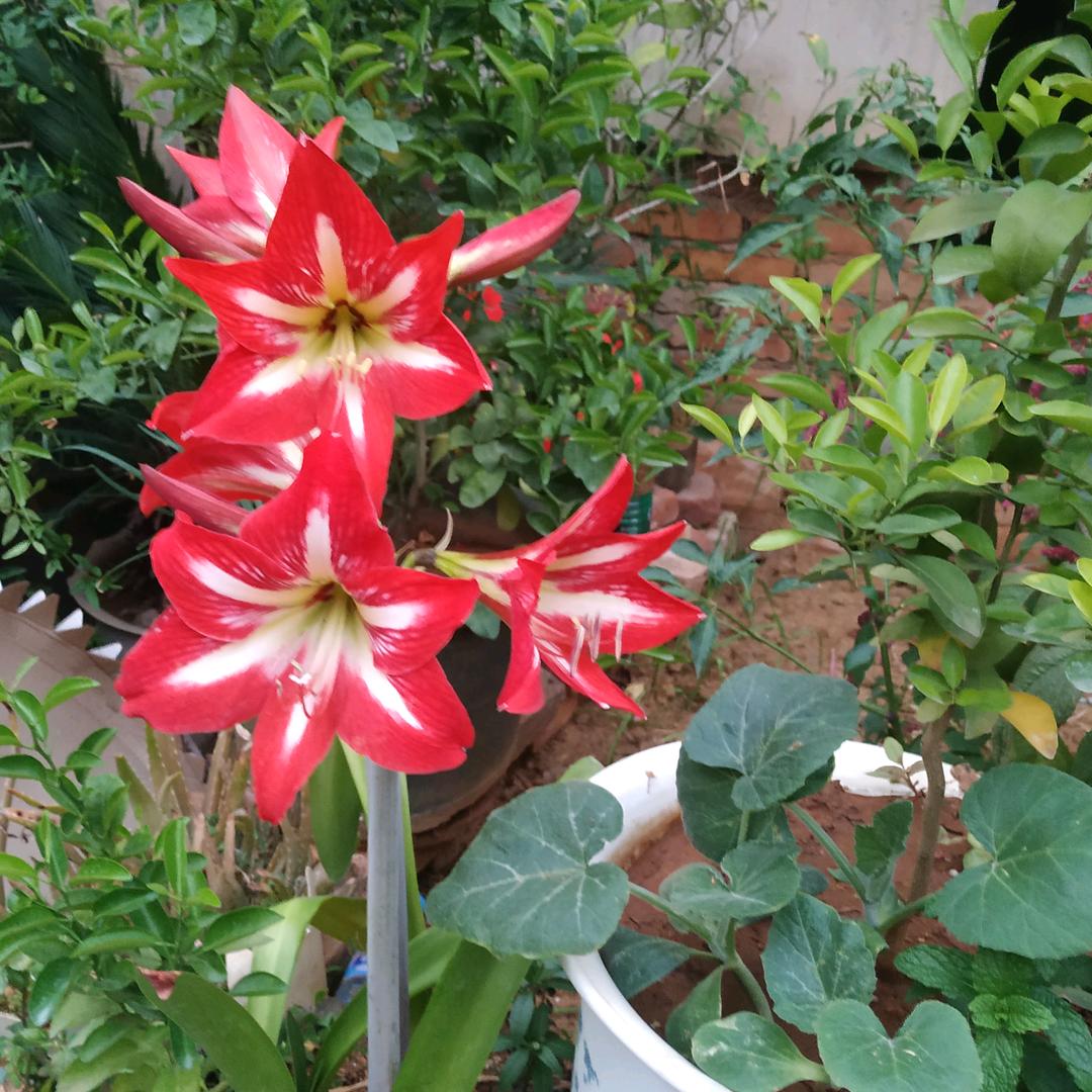 王家四少