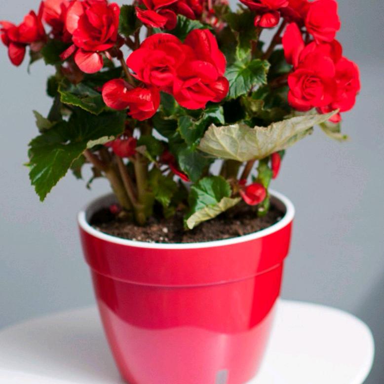 你若安好，便是晴天