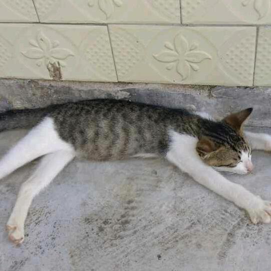 开心小王子