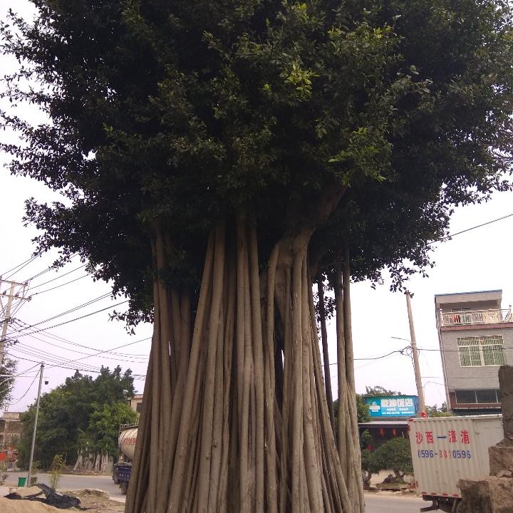 周三