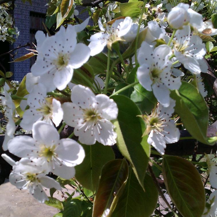 小梨花