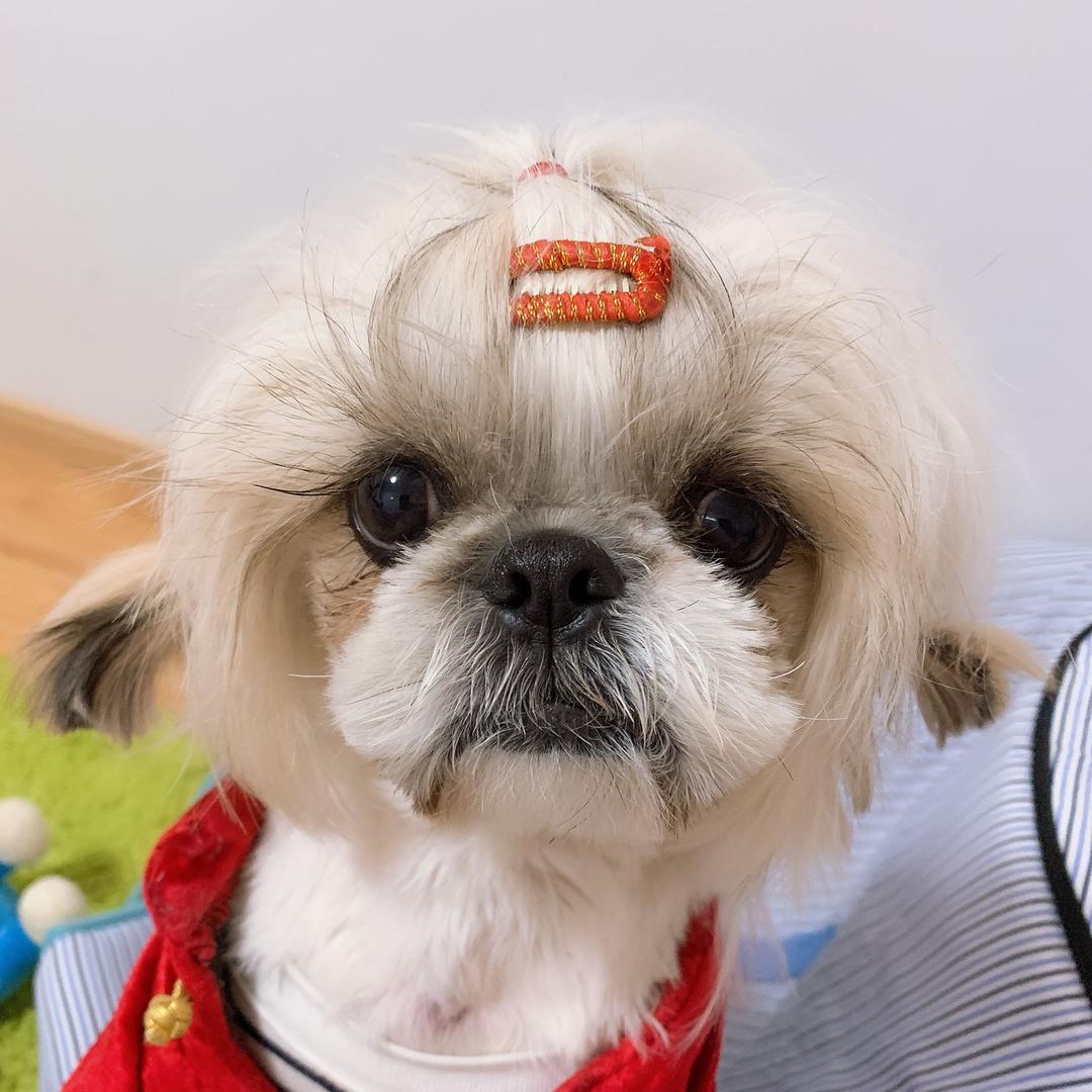 乌啦啦小哈哈