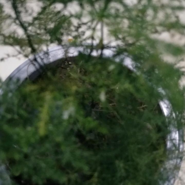 五星红旗飘