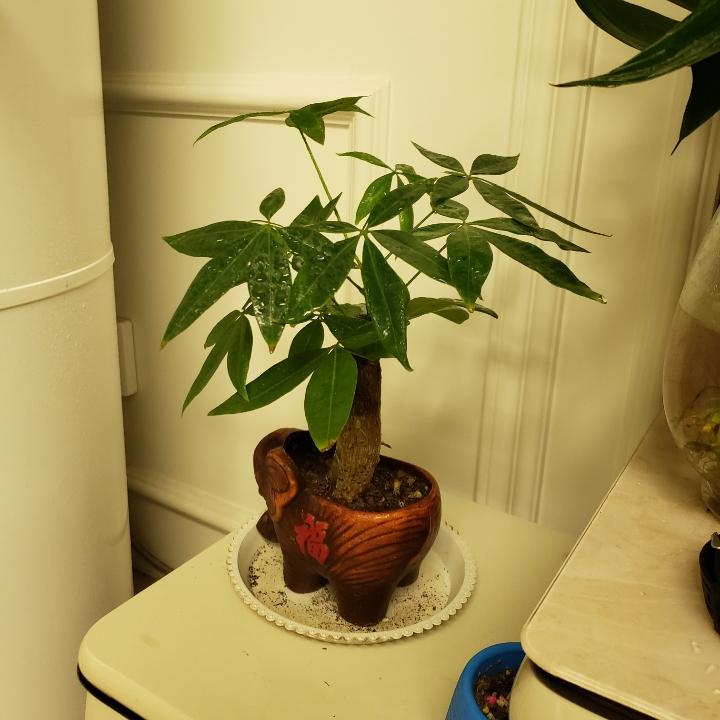 一灯