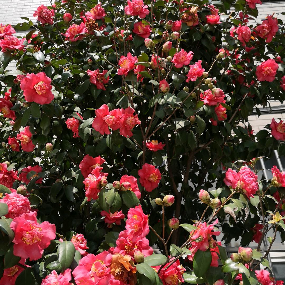重庆妹子🌹琼🌹