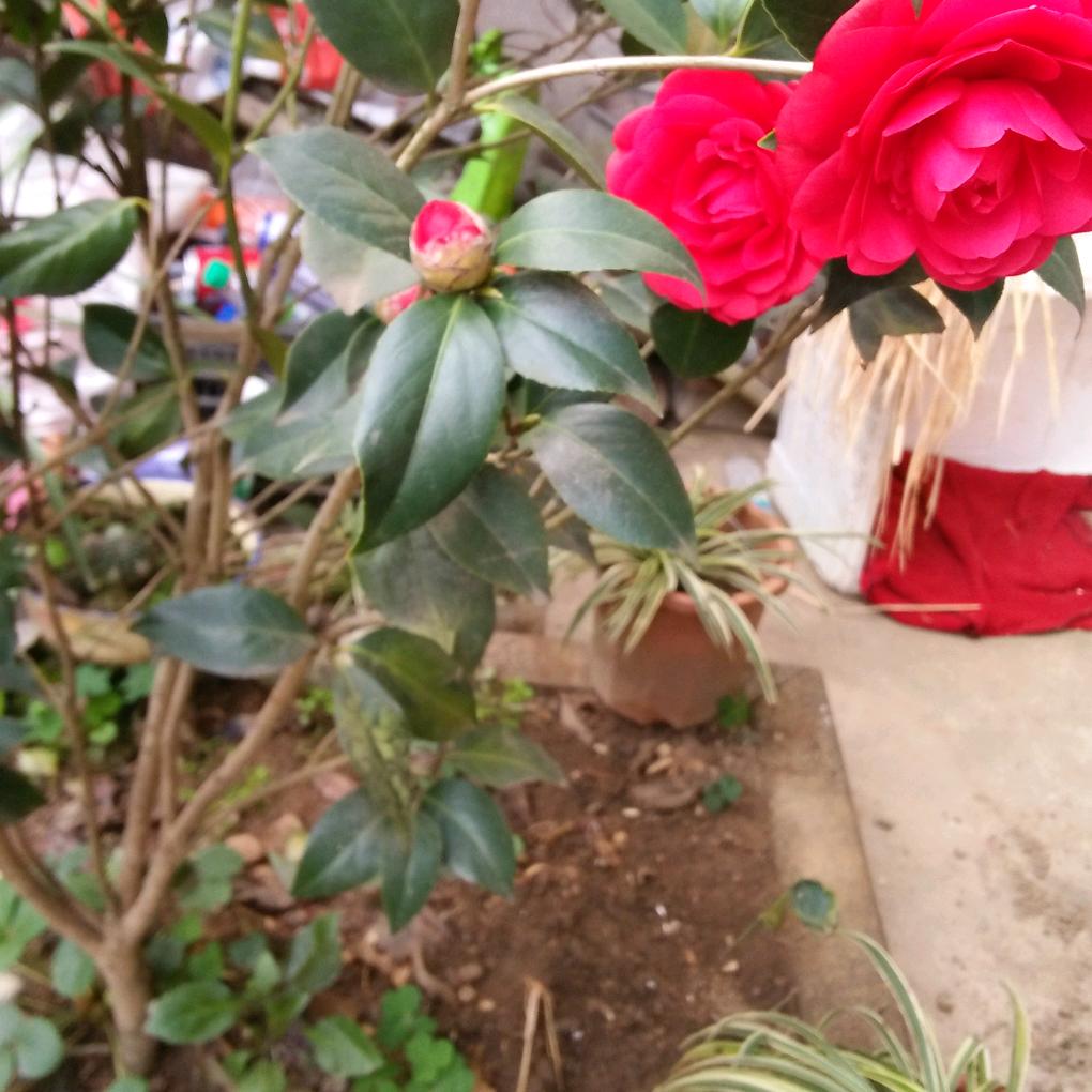 🌸蜻蜓🌸