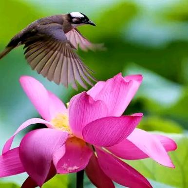 春天花开