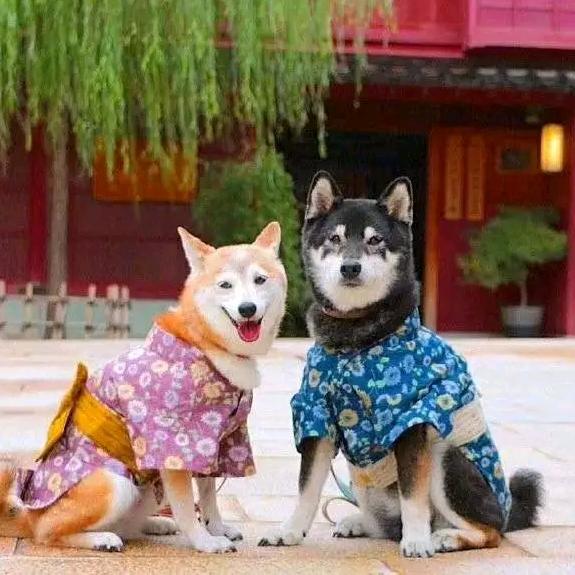 刚刚（养号中）