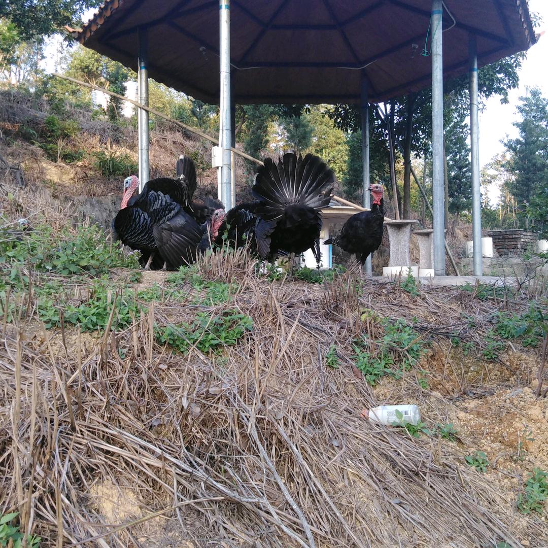 平常心      隔壁老王