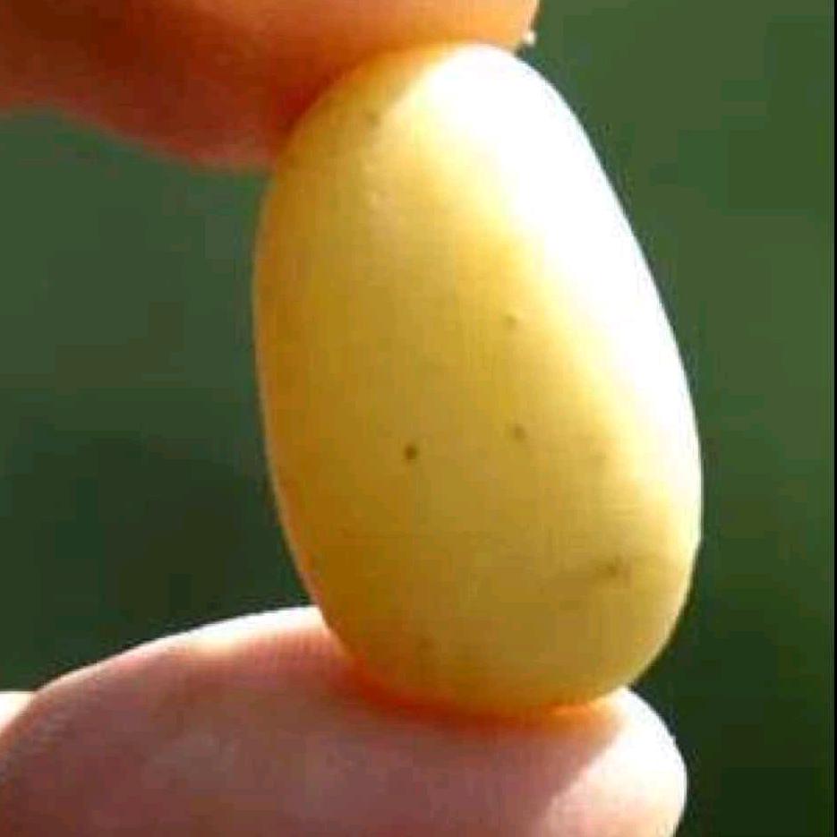 劉憨憨