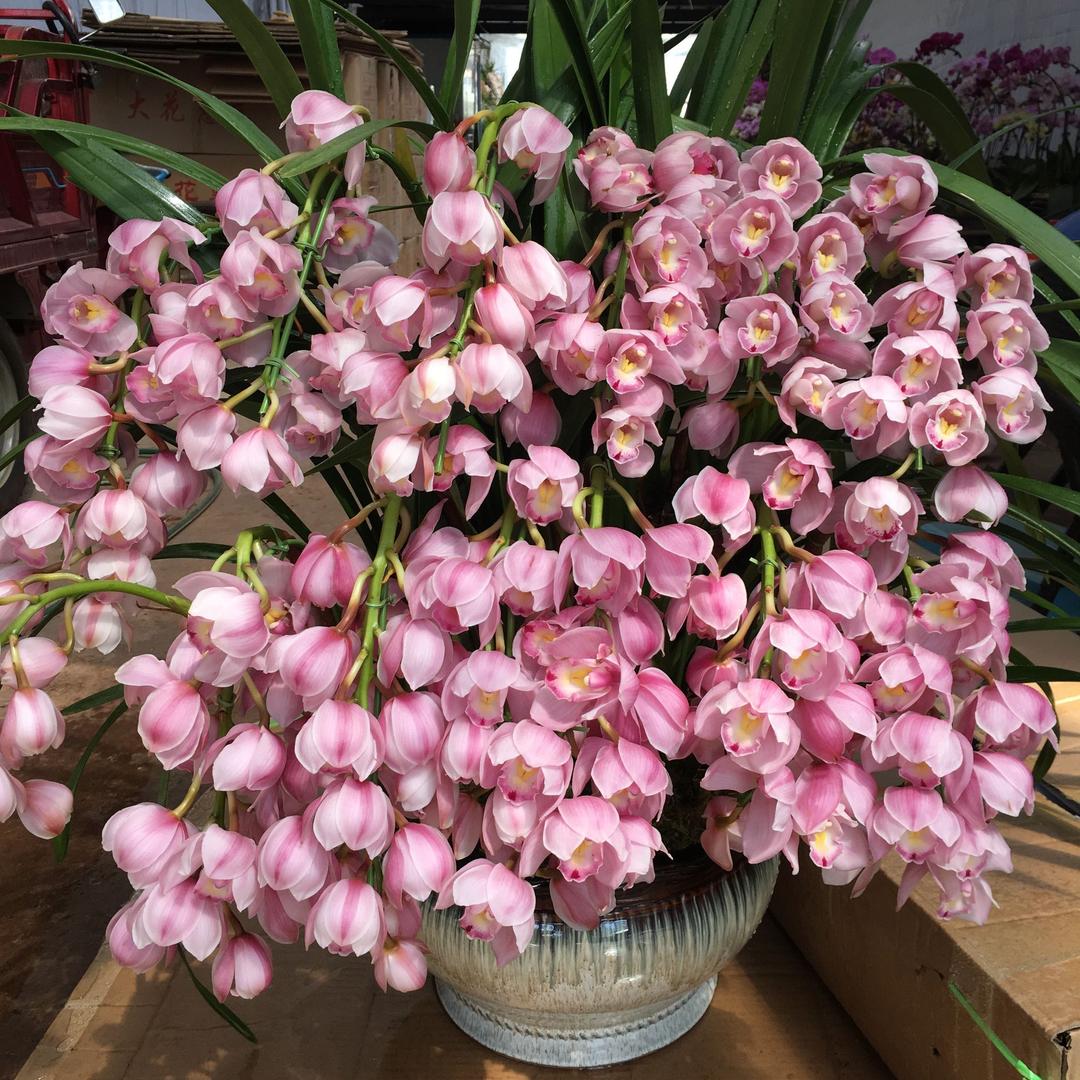 昆明欧杰花卉(蝴蝶兰 大花蕙兰)