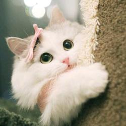 超级大的一颗白菜