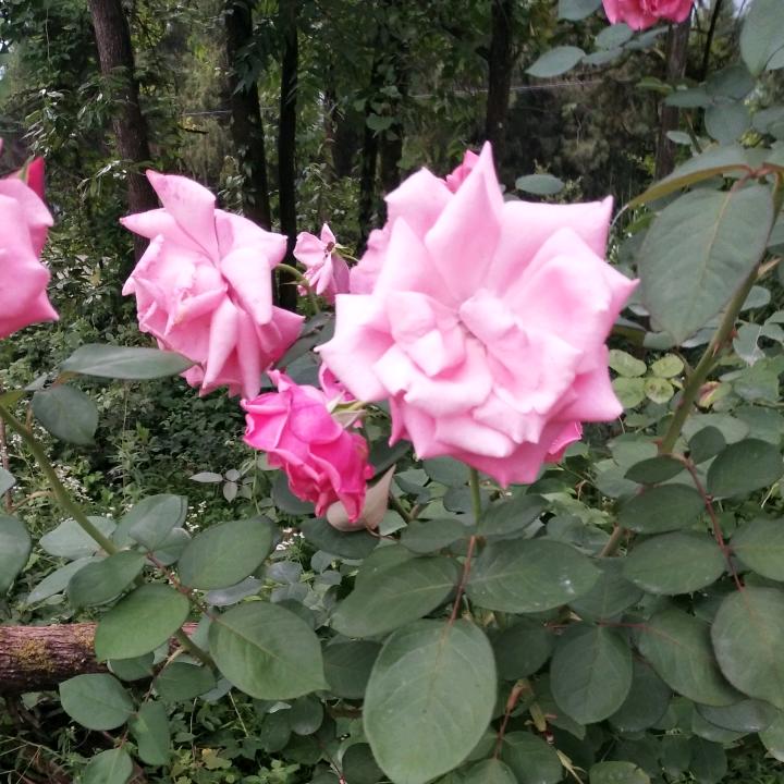 黄金梨种植  最美乡村   外卖黄金梨批