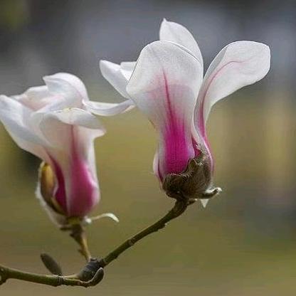 🌾匆匆流年🌾