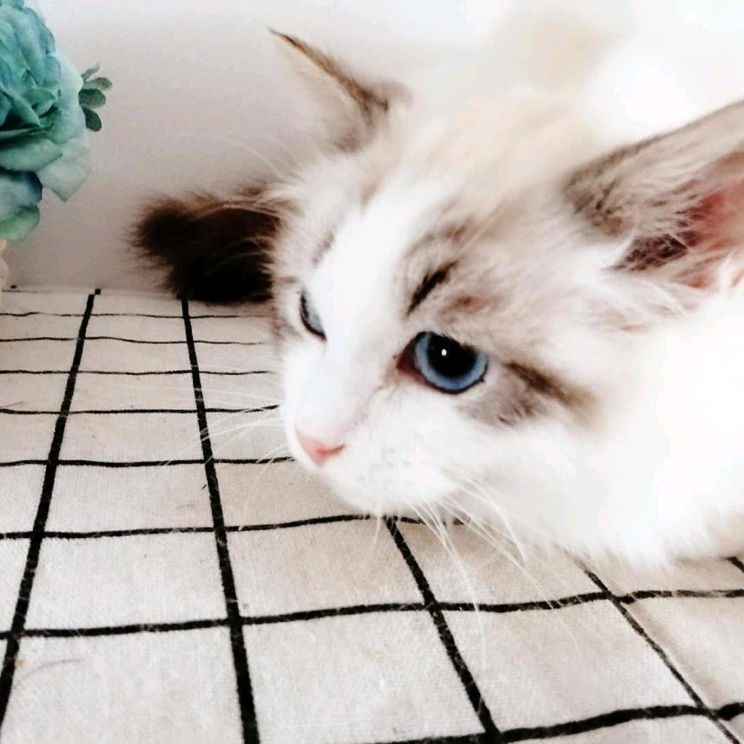 羊猫猫