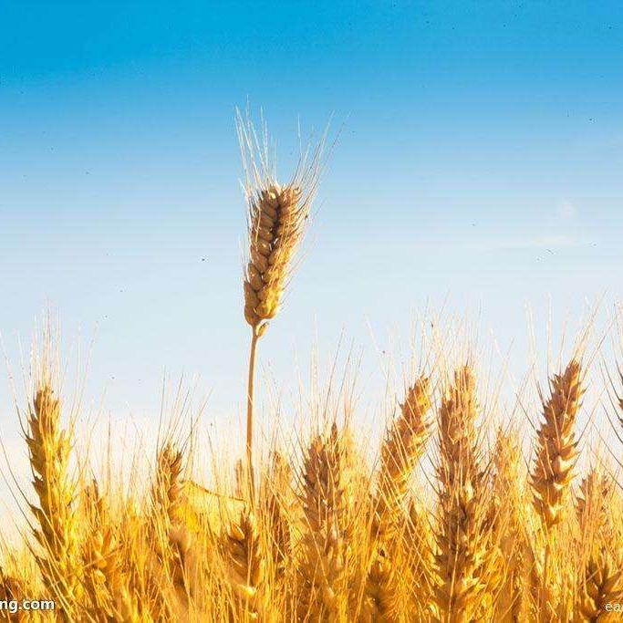 老师老蔡的铺子