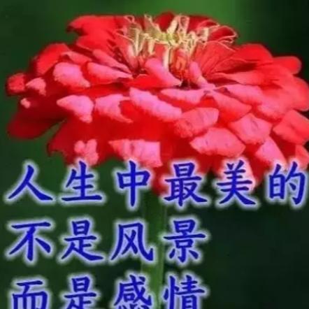 🌲 走错人生路 🌸