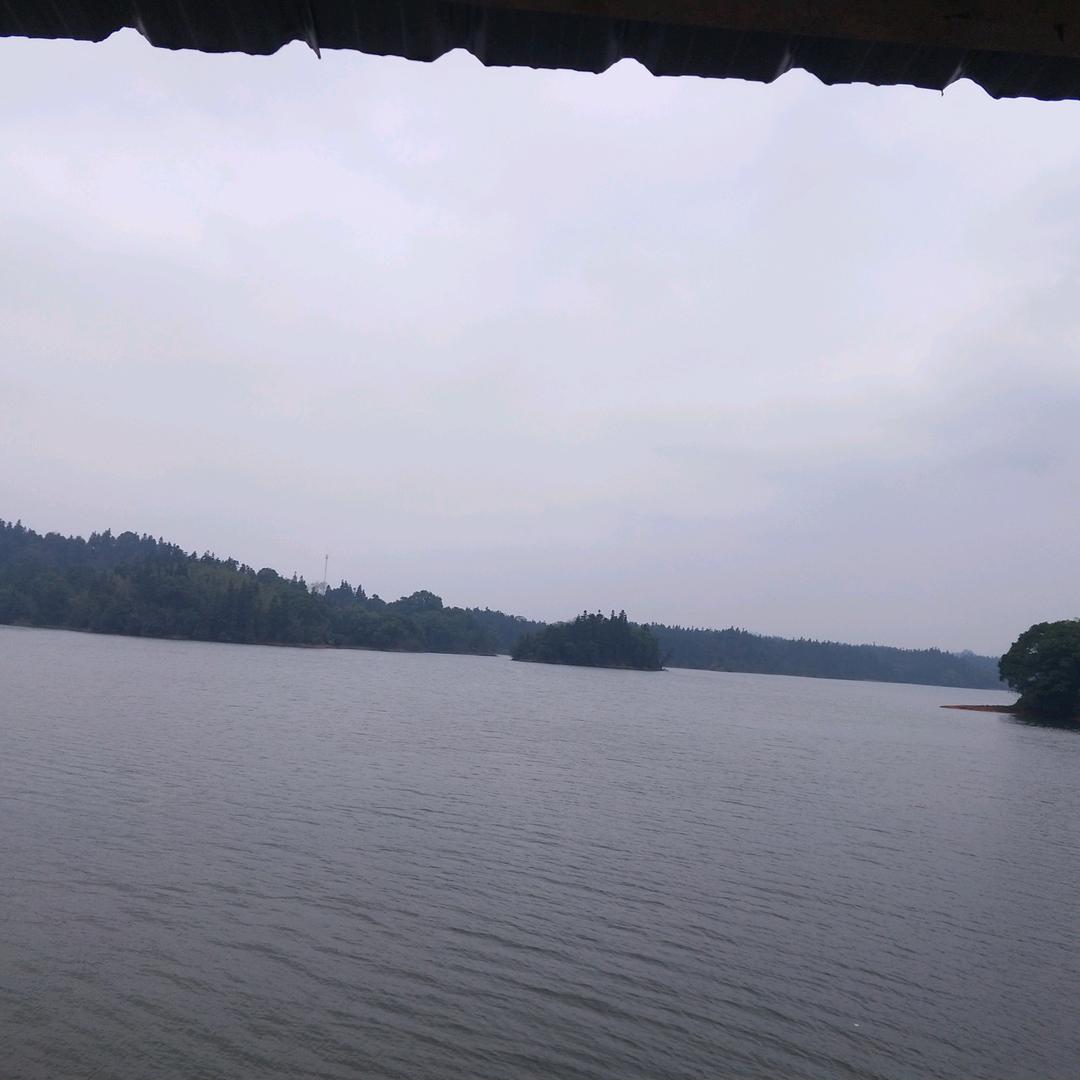 浮萍