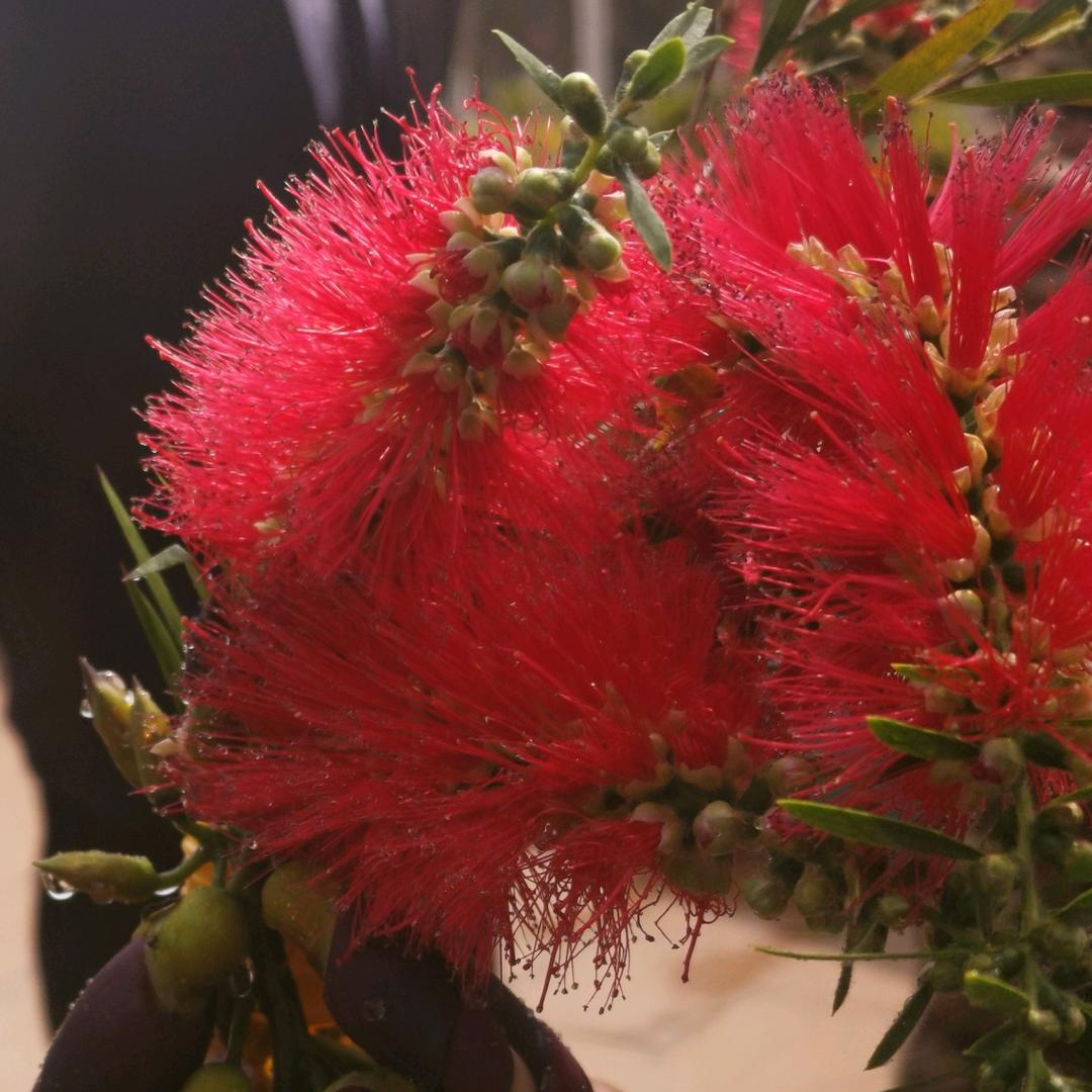 小小草