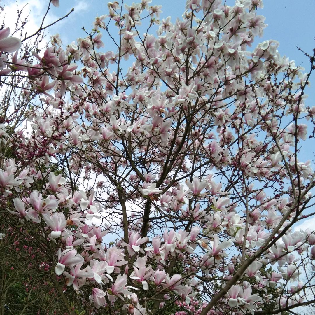 小芳