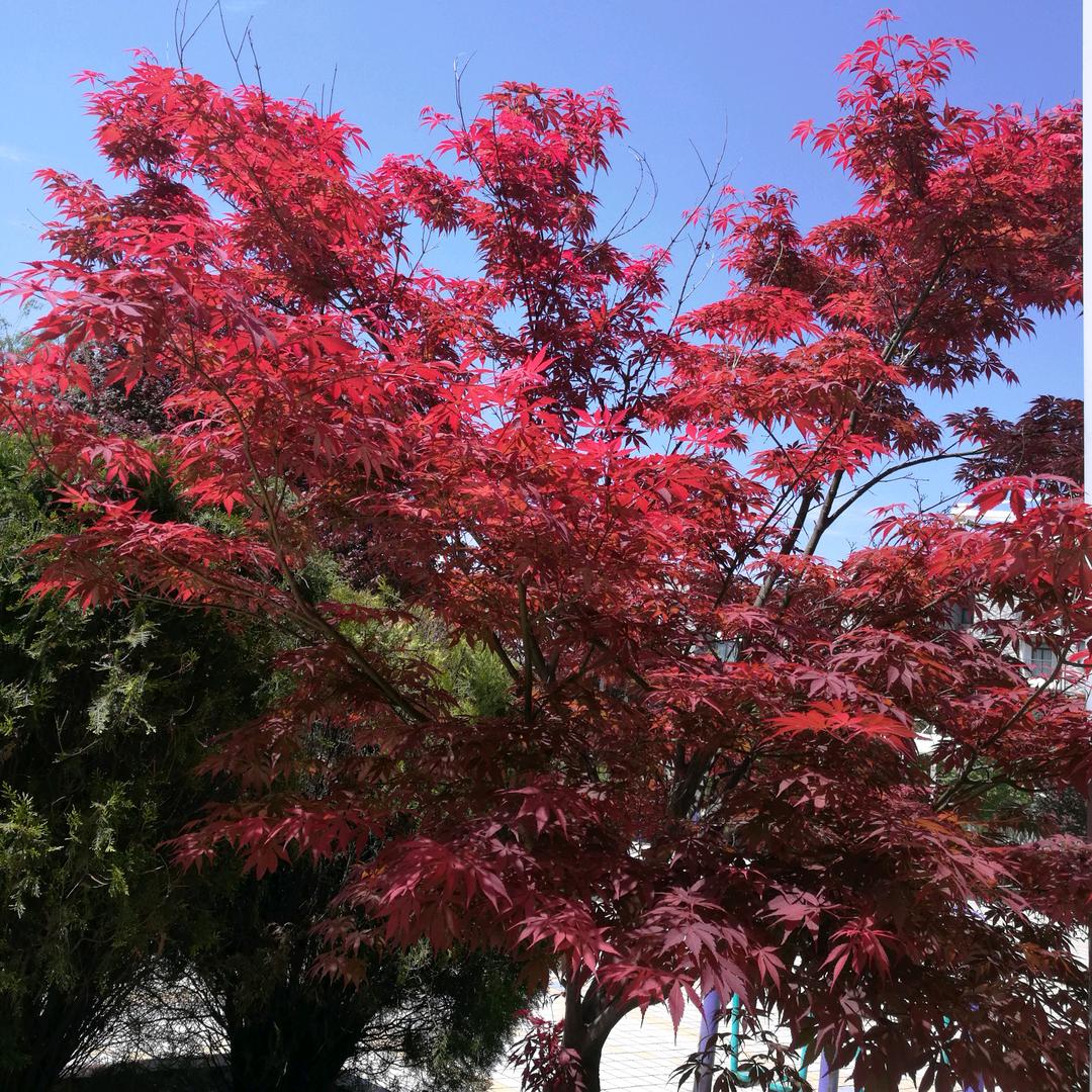 朗朗天空👰🏻