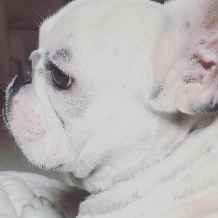 皮蛋是个小花牛