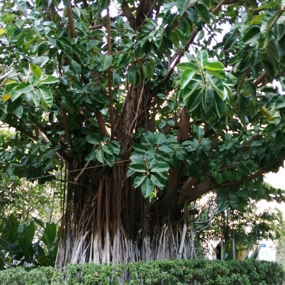 常青树