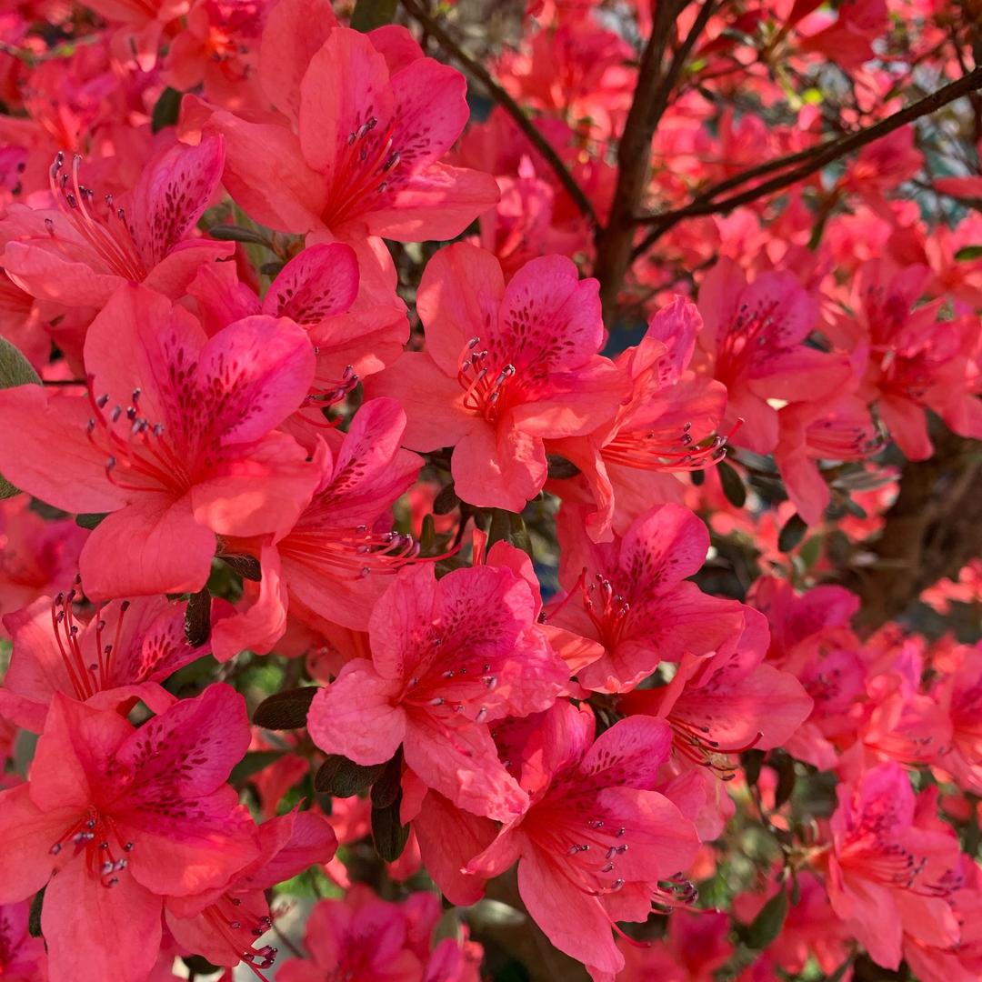 心想事成🌸@抖音